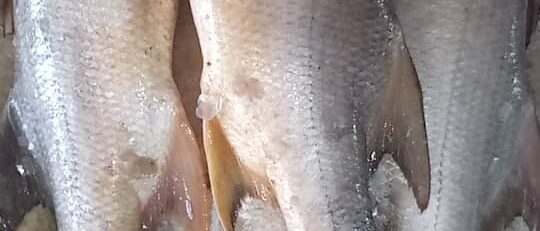 50f23b51-a21c-4fbc-be57-d162f7f84016