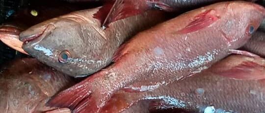 6bd0a27f-2f21-40a5-986e-7db0eb946d5a