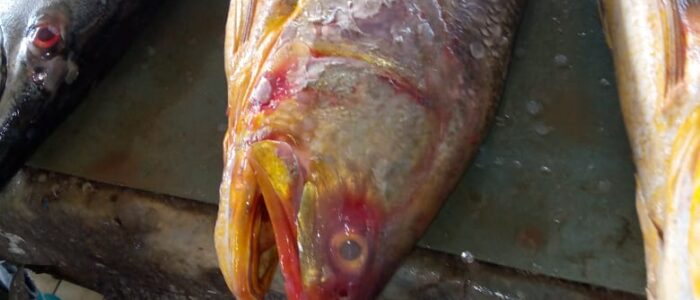 8dde6f0b-ea14-46f9-b14b-5323f8409c10