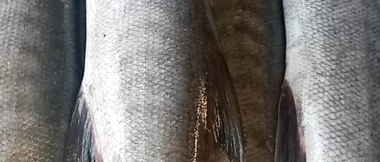 cafda98c-3927-4bf1-b1a4-56420b9880ee