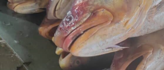 cd7ef146-5d76-4717-9105-485ee2a55b5d