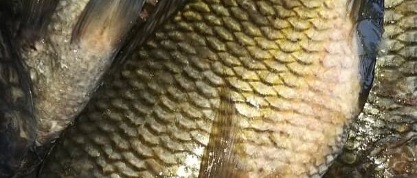 ec88eba0-d178-4b9a-a6de-522c52bfd971