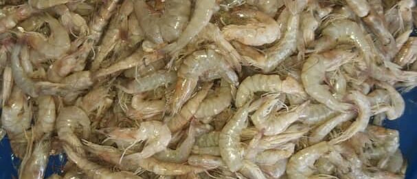 f93986de-e48f-4a22-a75f-5cff90c21de9