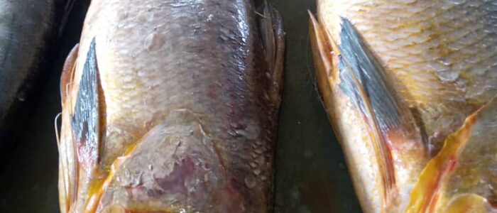 fd60396f-f3d5-498a-9c93-e7a9ddeb07e3